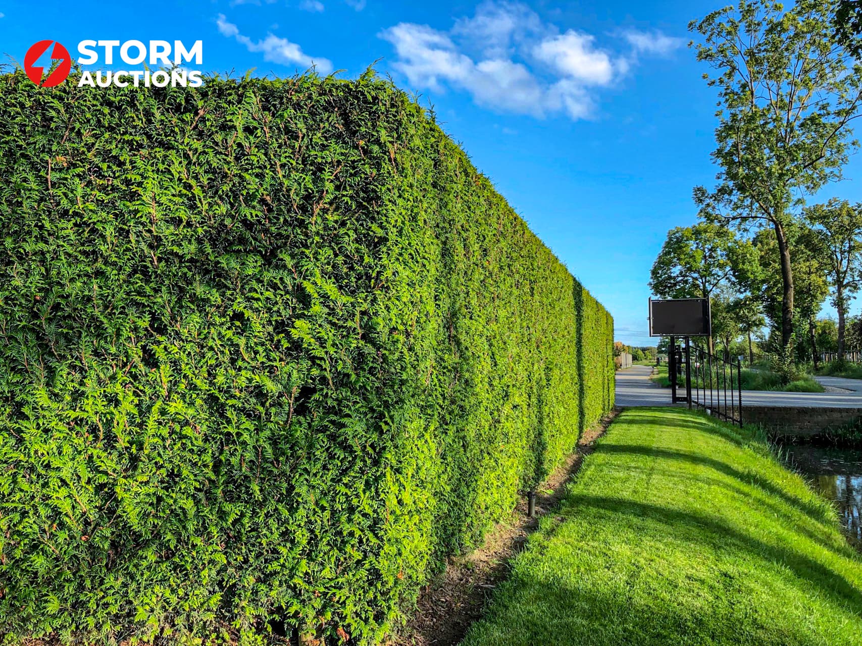 45x Thuja plicata Gelderland 200-250 cm conifeer haagplant
