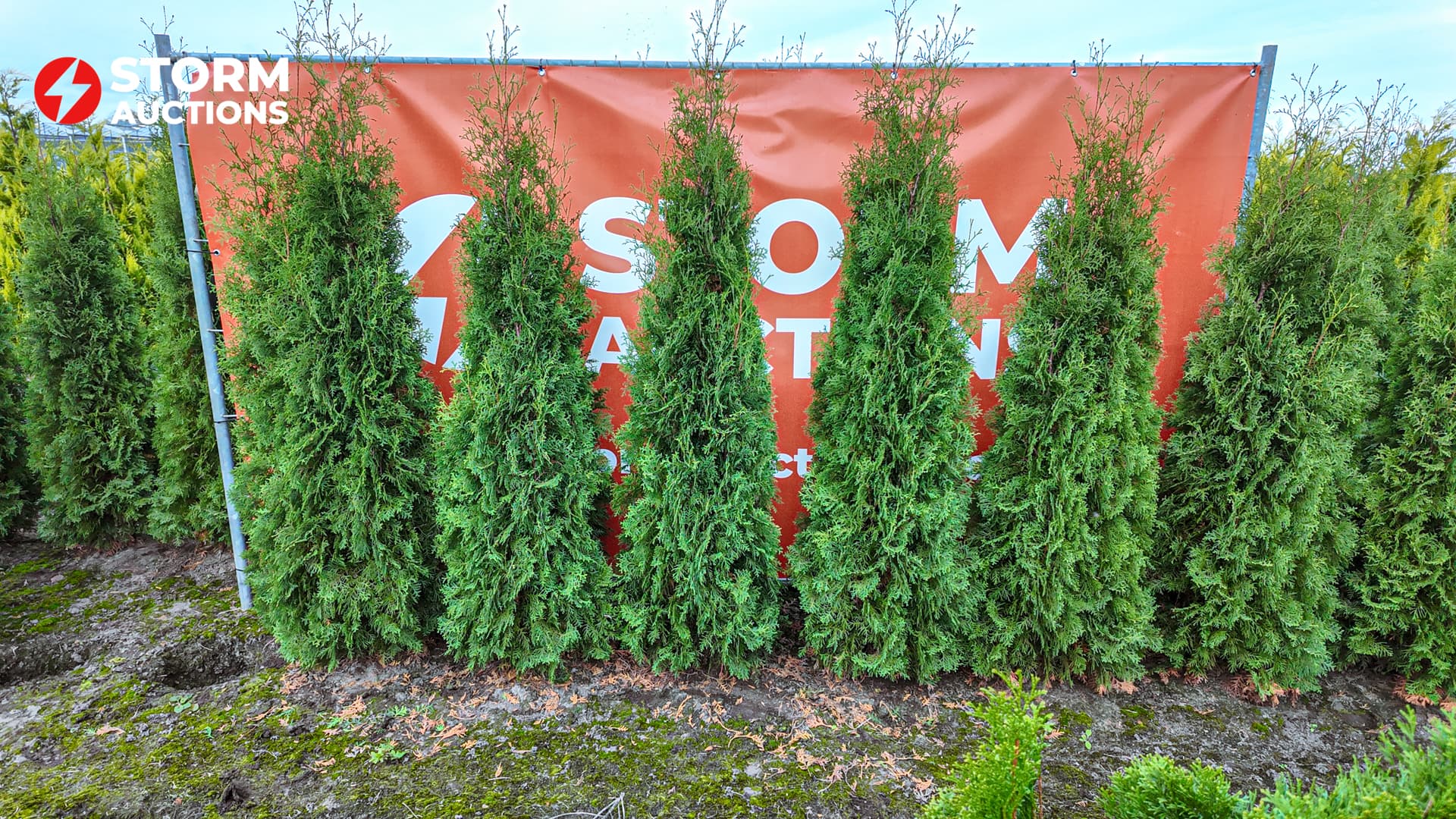 45x Thuja occ. Pyramidalis Compacta 175-200 cm conifeer haagplant