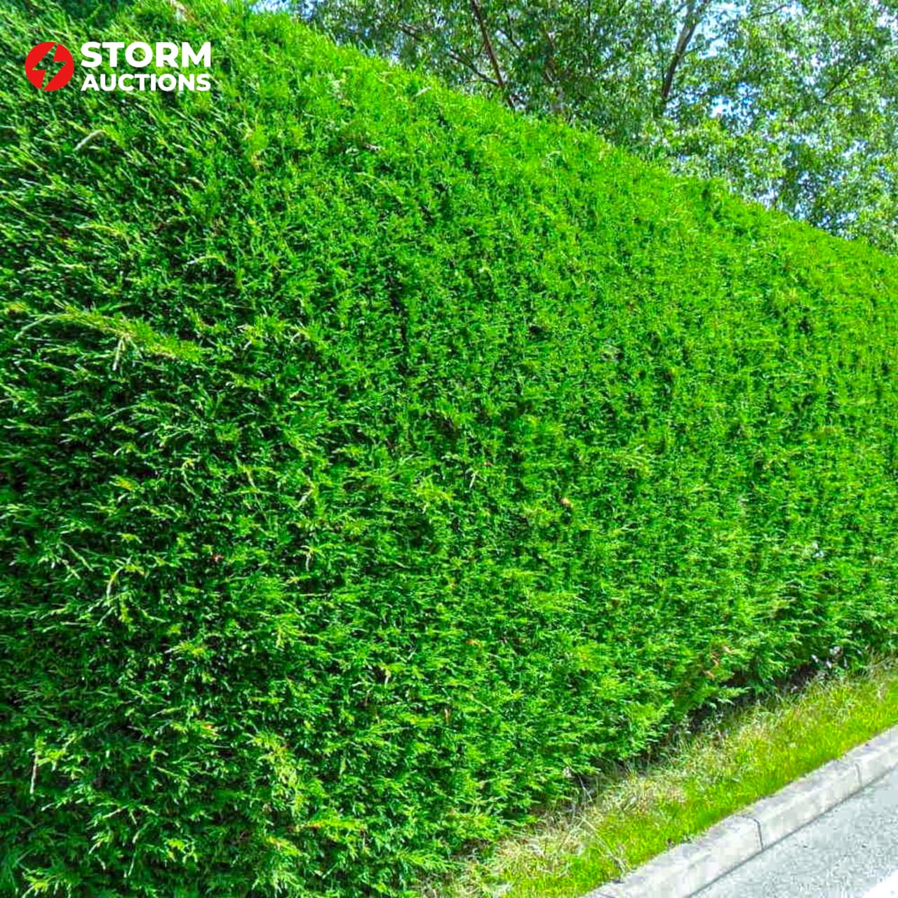 40x Cupress leylandii 175-200 cm