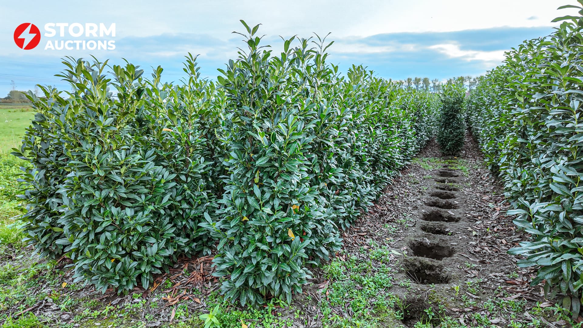 40x Prunus l. Herbergii 125-150 cm laurier haagplant
