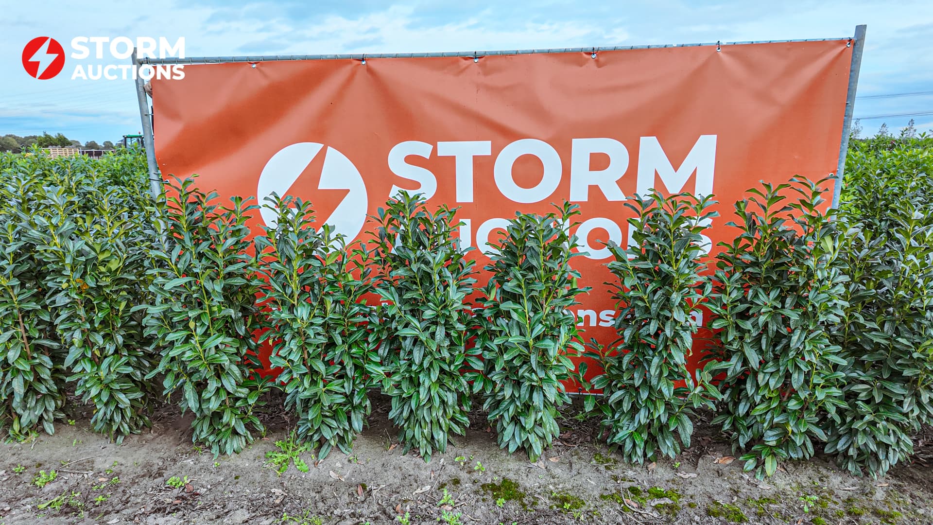 50x prunus l. Genolia 100-125 cm laurier haagplant