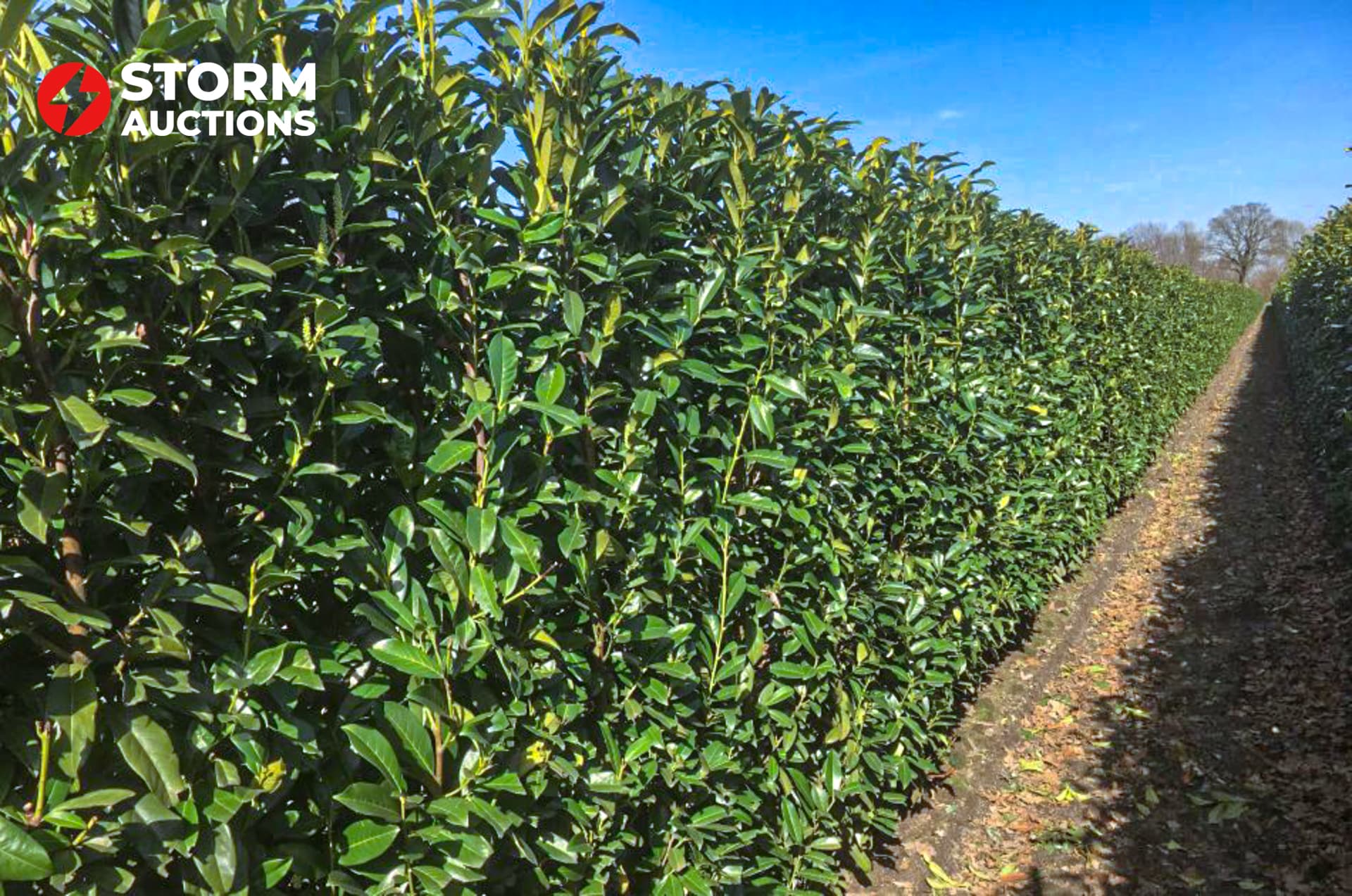 40x Prunus l. Genolia 150-175 cm laurier haagplant